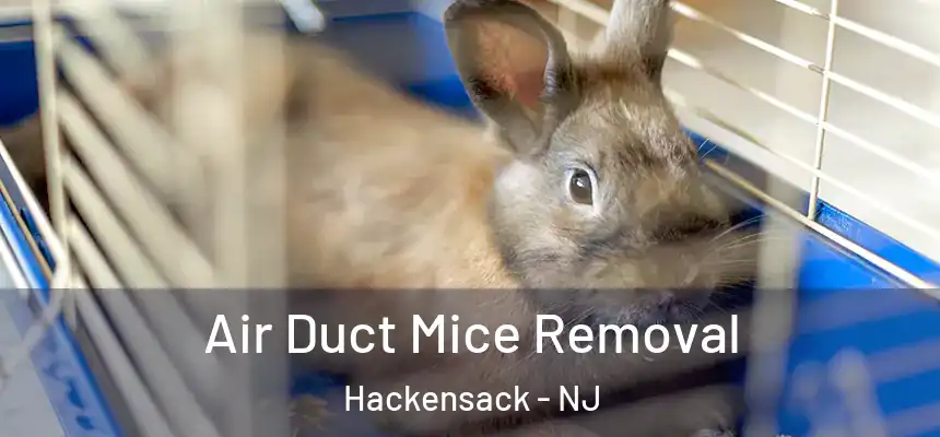 Air Duct Mice Removal Hackensack - NJ